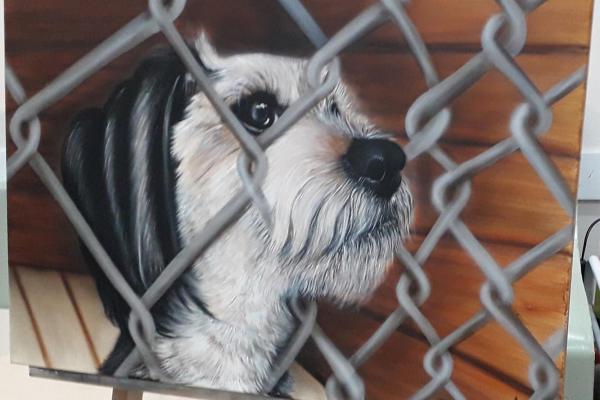 animal shelter